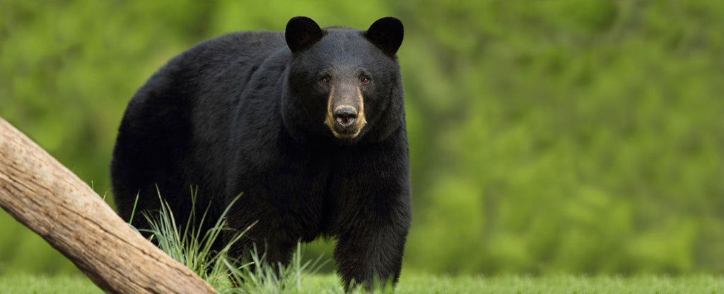 The Master of Masquerade: 5 Things You Didn’t Know About the American Black Bear
