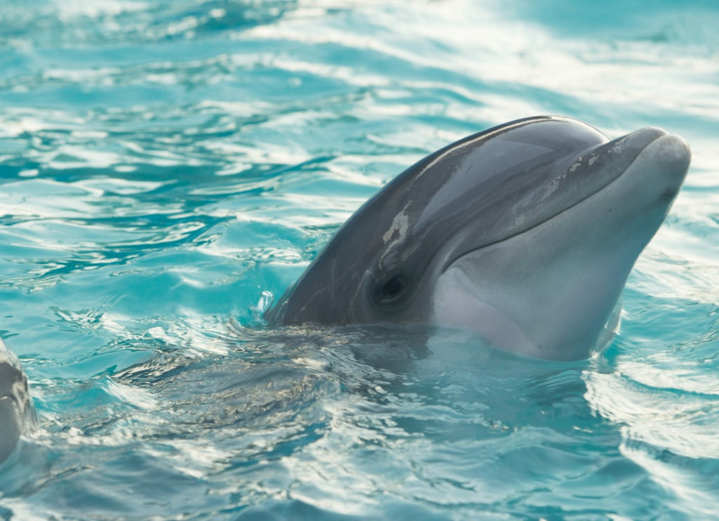 Fun Facts About One of the Most Intelligent Aquatic Mammals