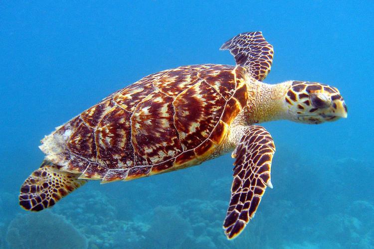 From Our Coast to the Deep Blue: Celebrating the Sea Turtle