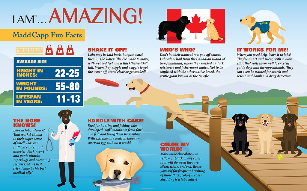 How Old Is My Dog Age Versus Human Age Your Dog My Dog Is 10 How