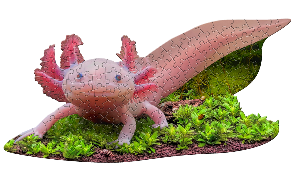 I AM LiL' AXOLOTL 100 – Madd Capp Games I AM LiL' AXOLOTL 100 – Madd Capp Games