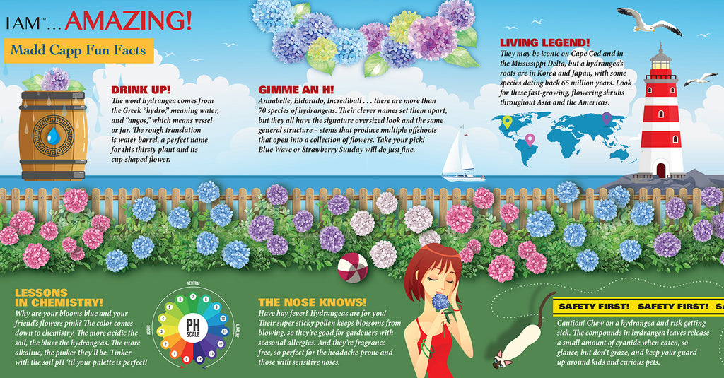 I AM HYDRANGEA 350 – Madd Capp Games